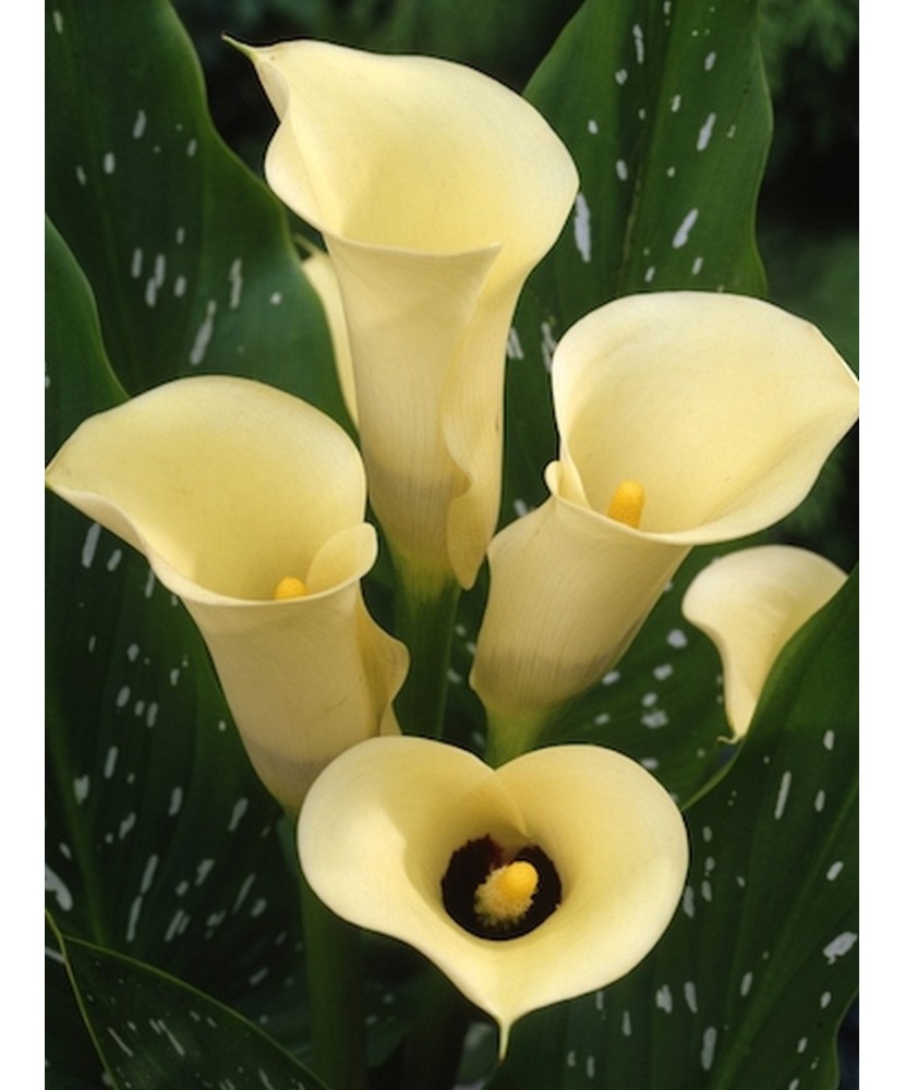 Pachet Zantedeschia (Cala) Black Eyed Beauty x 1 Bulbi