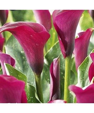 Pachet Zantedeschia (Cala)...