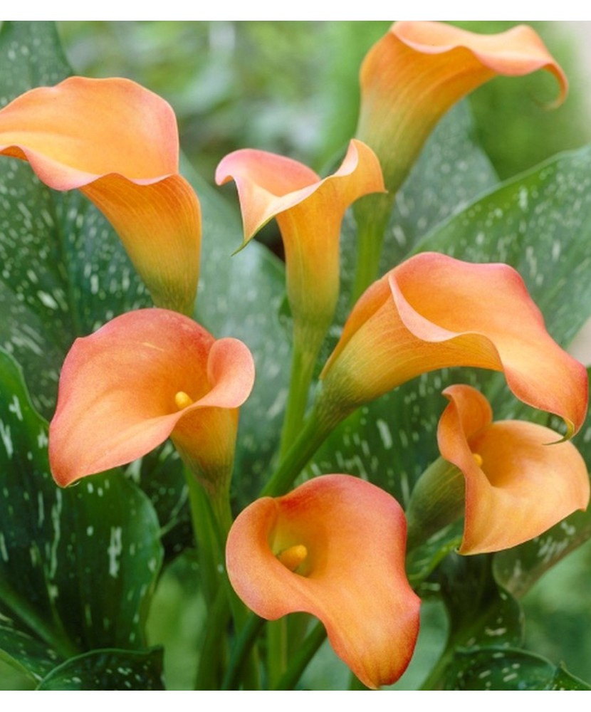 Pachet Zantedeschia (Cala) Esmeralda x 1 Bulbi