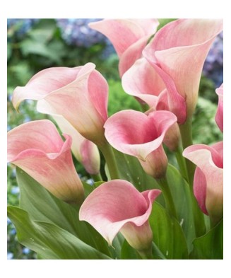 Pachet Zantedeschia (Cala)...