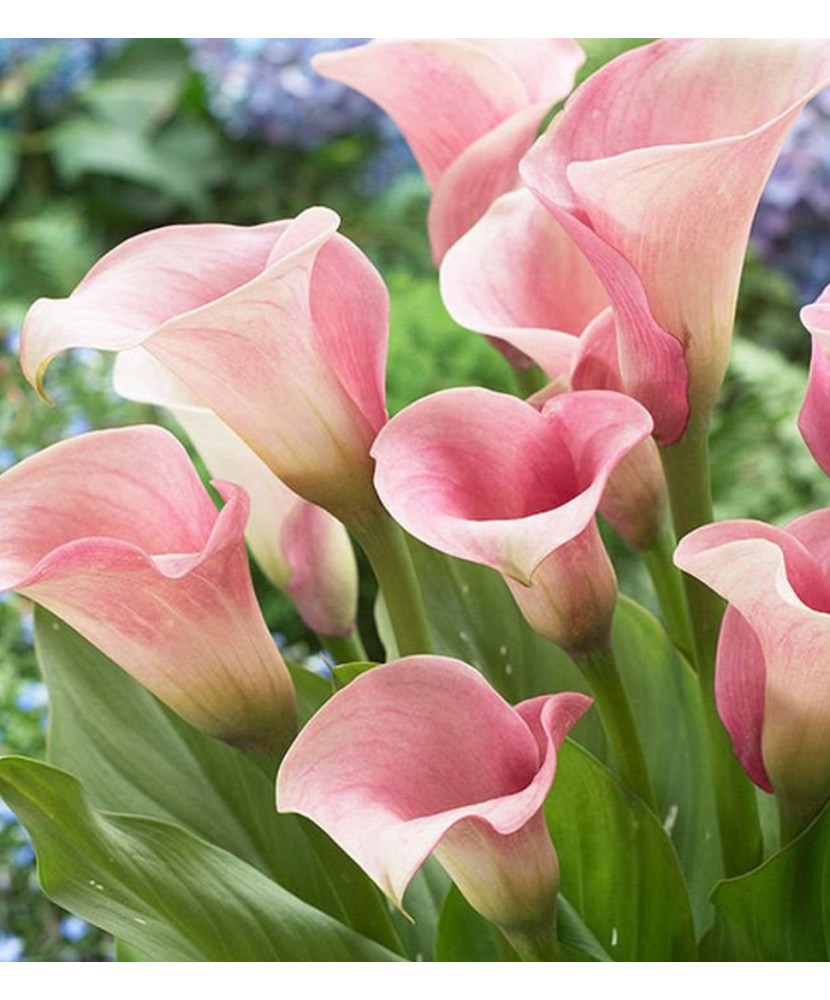 Pachet Zantedeschia (Cala) Licht Roz x 1 Bulbi