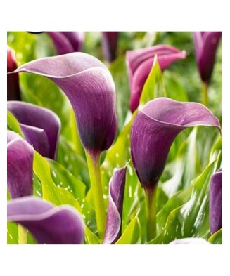 Pachet Zantedeschia (Cala)...