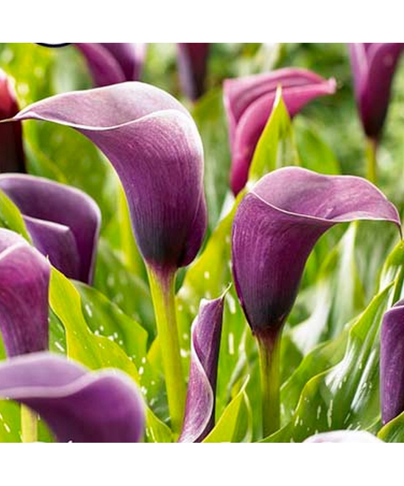 Pachet Zantedeschia (Cala) Naomi x 1 Bulbi