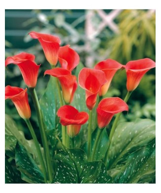 Pachet Zantedeschia (Cala)...