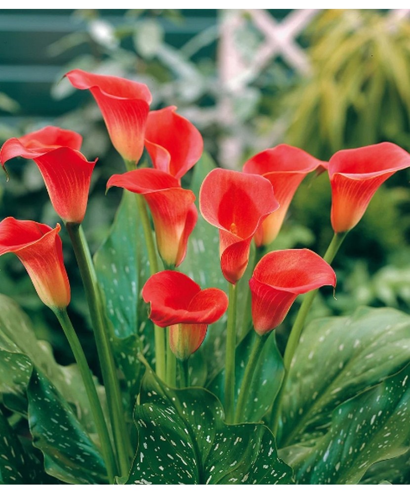 Pachet Zantedeschia (Cala) Red Sox x 1 Bulbi