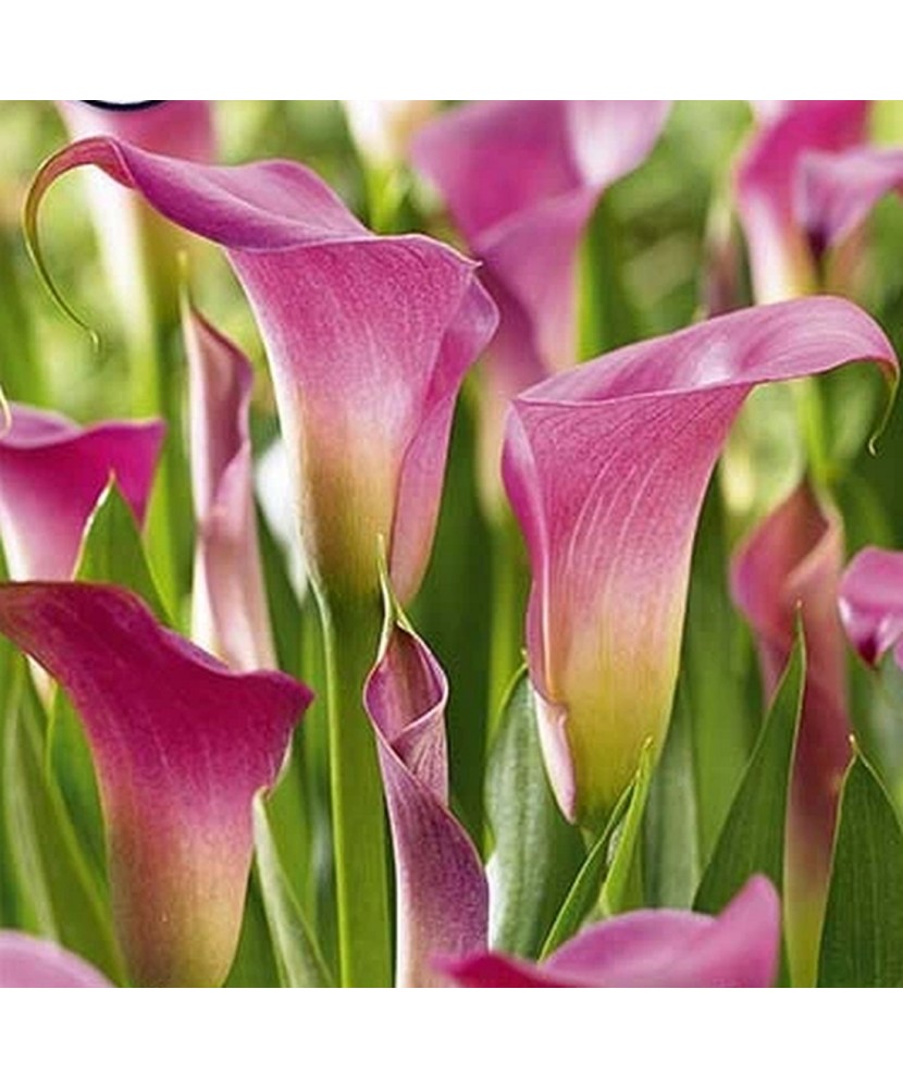 Pachet Zantedeschia (Cala) Rehmanii x 1 Bulbi