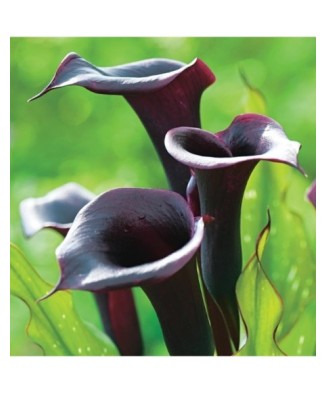 Pachet Zantedeschia (Cala)...