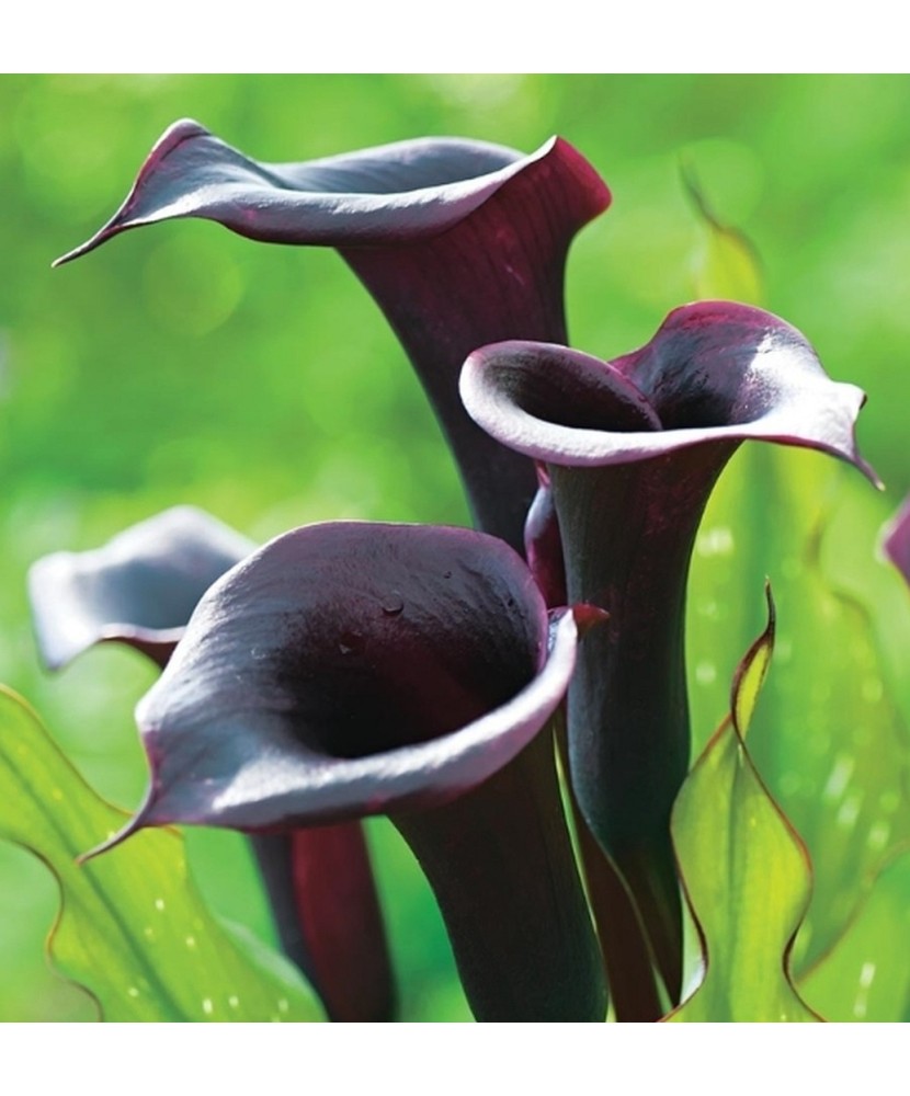 Pachet Zantedeschia (Cala) Schwarzwalder x 1 Bulbi