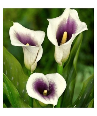 Pachet Zantedeschia (Cala)...