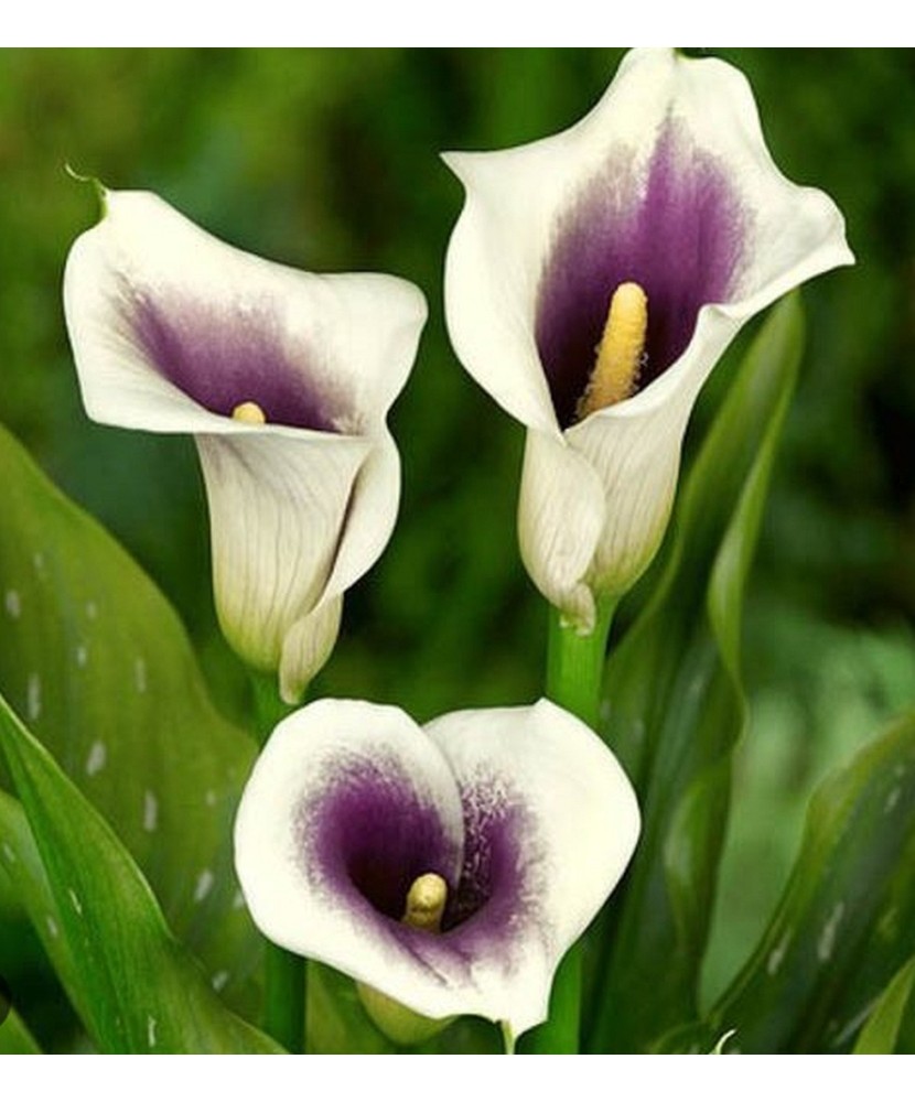 Pachet Zantedeschia (Cala) Vermeer x 1 Bulbi