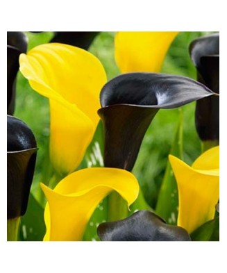 Pachet Zantedeschia (Cala)...