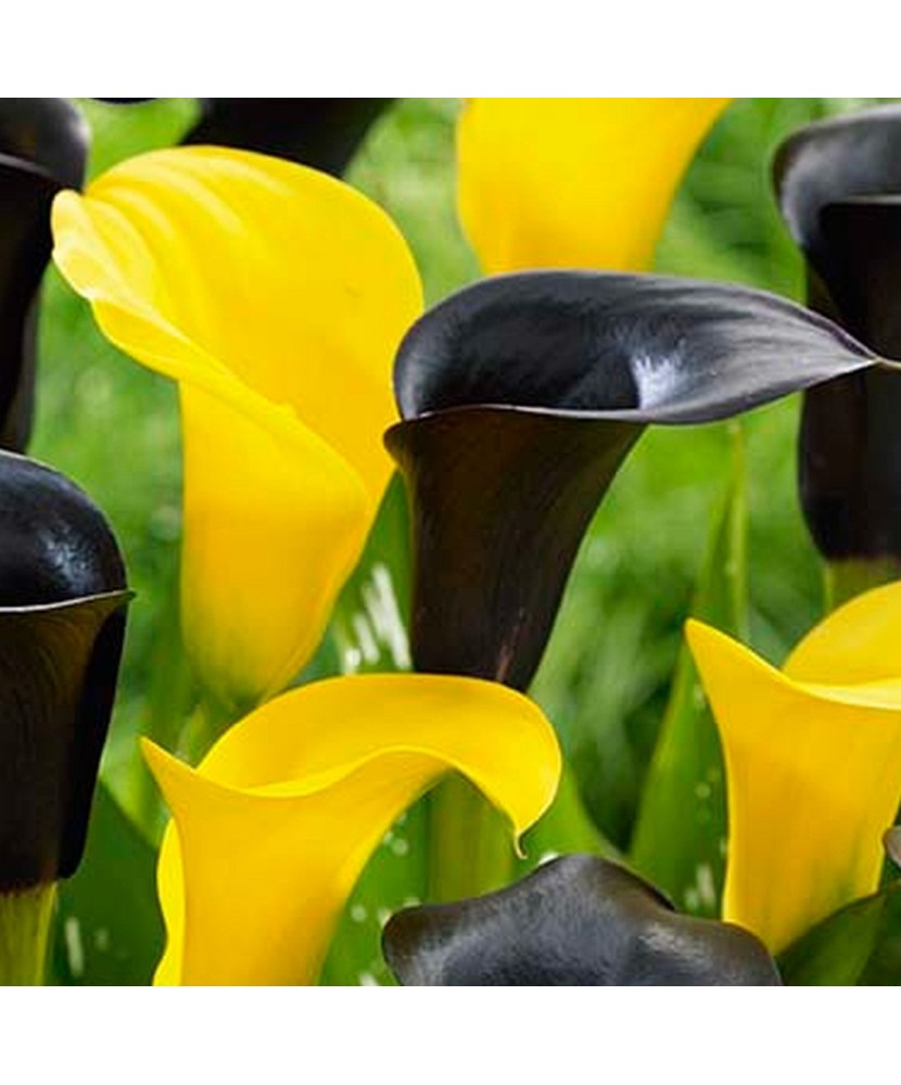 Pachet Zantedeschia (Cala) Vitessa  x 2 Bulbi