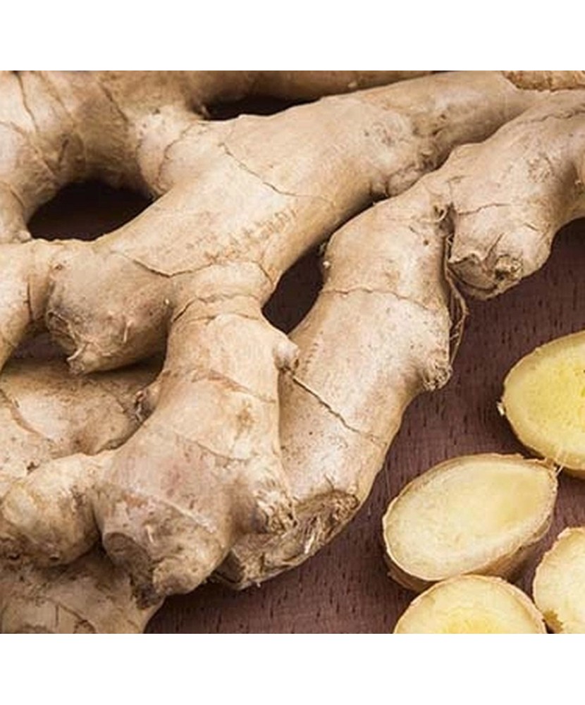 Pachet Zingiber  Officinale x 1 I Radacina