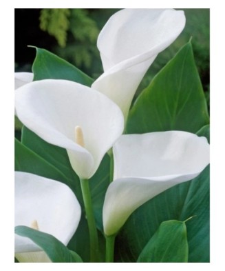 Zantedeschia (Cala)...