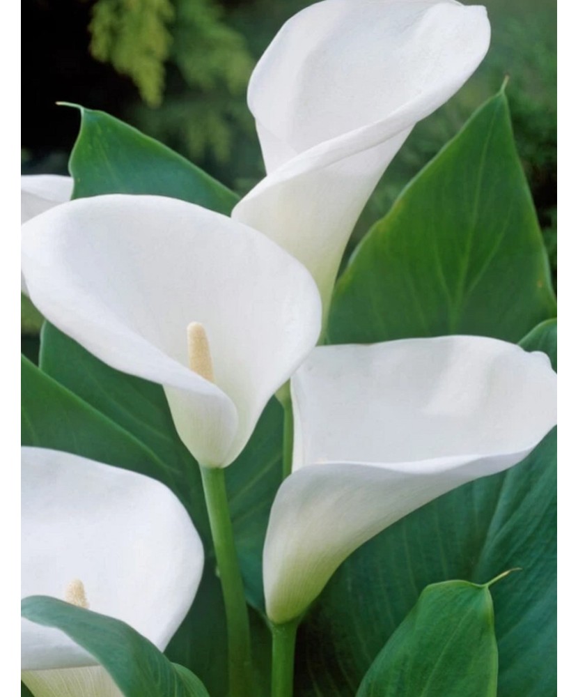 Zantedeschia (Cala) Aethiopica 1 Bulb, Vrac
