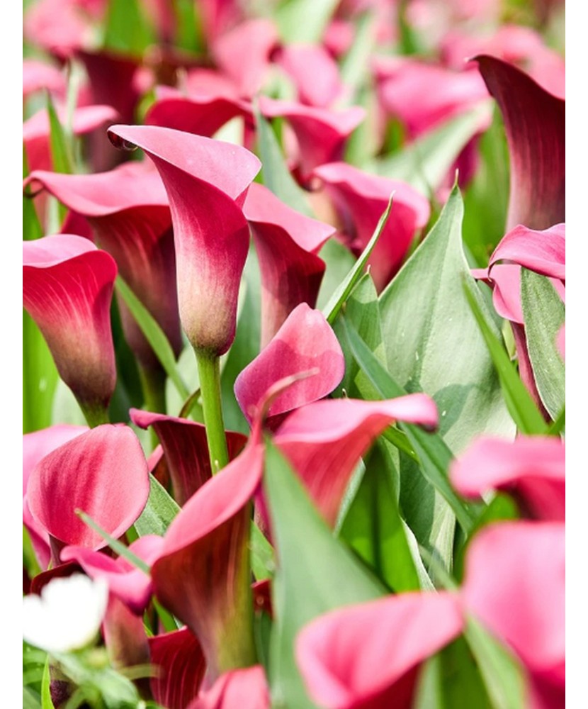 Zantedeschia (Cala) Allure 1 Bulb, Vrac