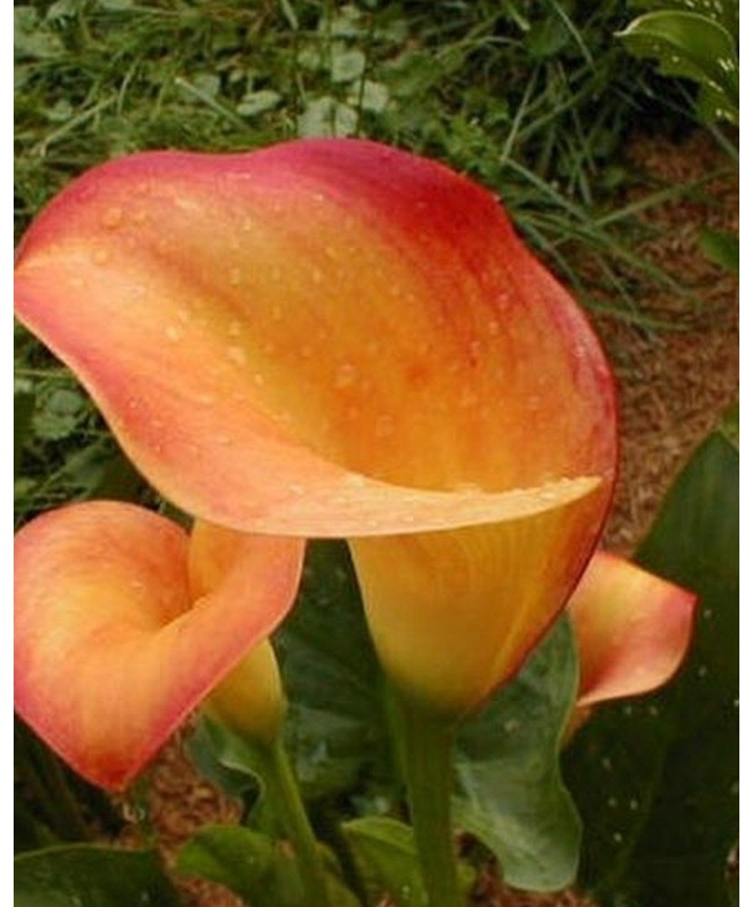Zantedeschia (Cala) Apricot Glow 1 Bulb, Vrac