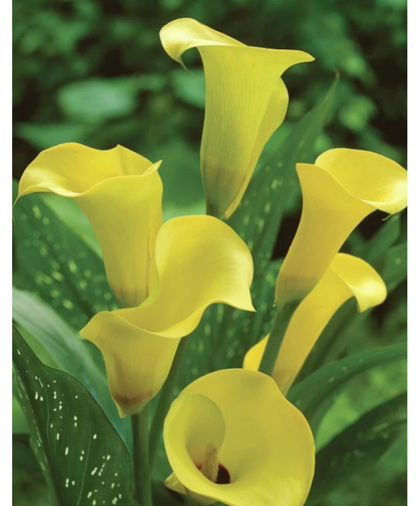 Zantedeschia (Cala) Black Eye Beauty 1 Bulb, Vrac