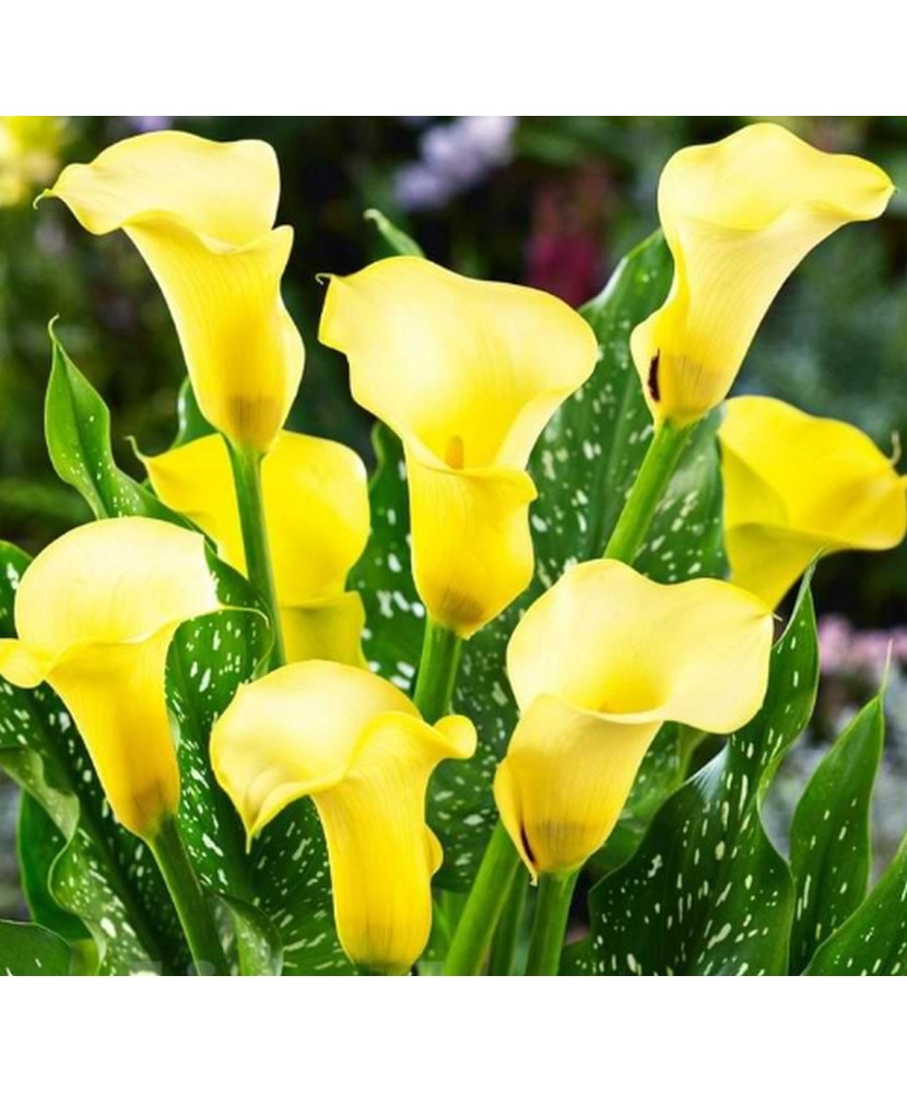 Zantedeschia (Cala) Black Magic 1 Bulb, Vrac
