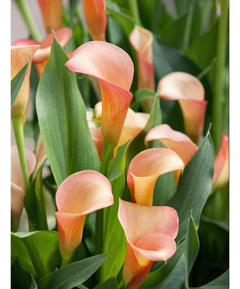 Zantedeschia (Cala) Cameo 1 Bulb, Vrac