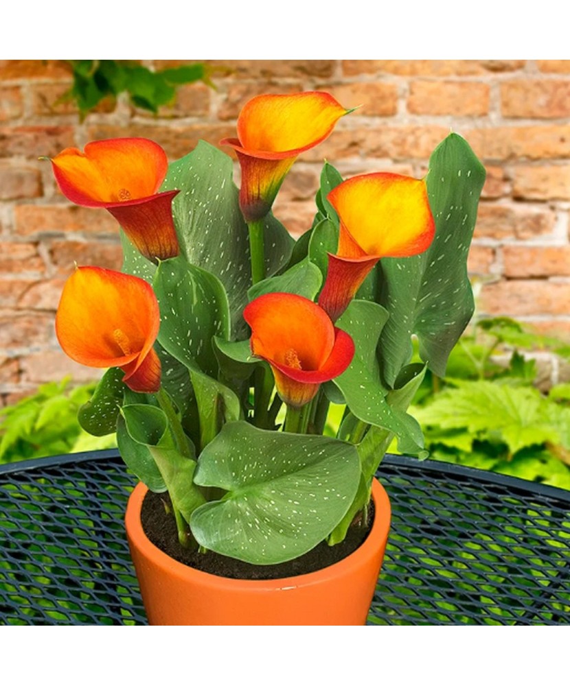 Zantedeschia (Cala) Captain Safari 1 Bulb, Vrac