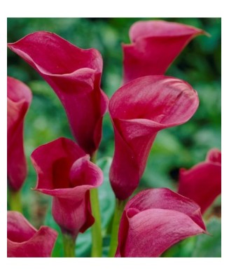 Zantedeschia (Cala) Chianti...