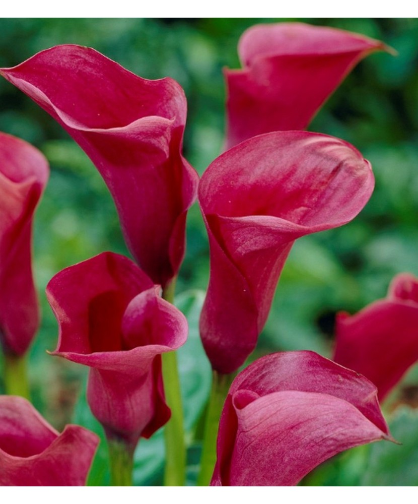 Zantedeschia (Cala) Chianti 1 Bulb, Vrac