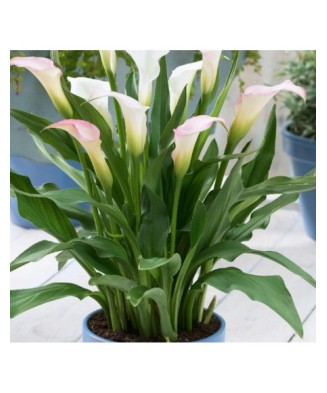 Zantedeschia (Cala) Crystal...
