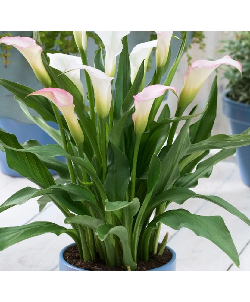 Zantedeschia (Cala) Crystal Blush 1 Bulb, Vrac