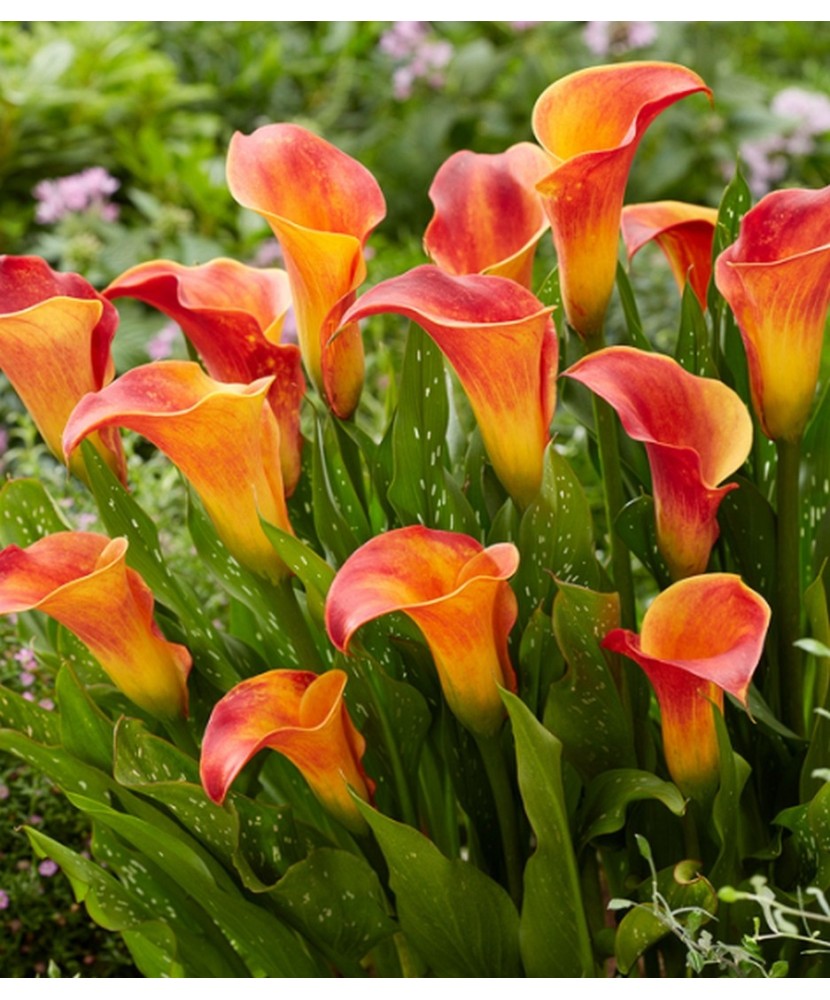 Zantedeschia (Cala) Flame 1 Bulb, Vrac
