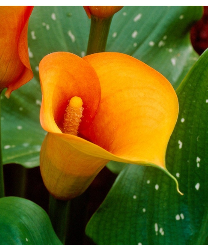 Zantedeschia (Cala) Mango 1 Bulb, Vrac