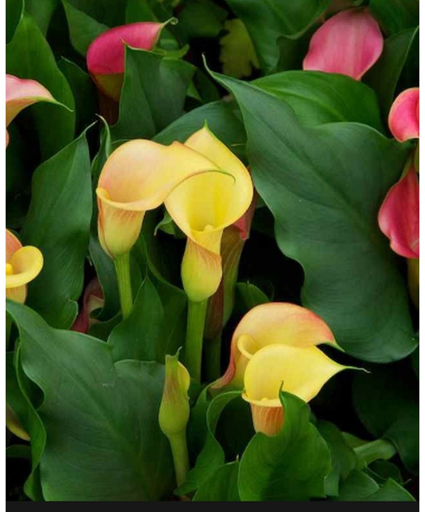 Zantedeschia (Cala) Passion Fruit 1 Bulb, Vrac