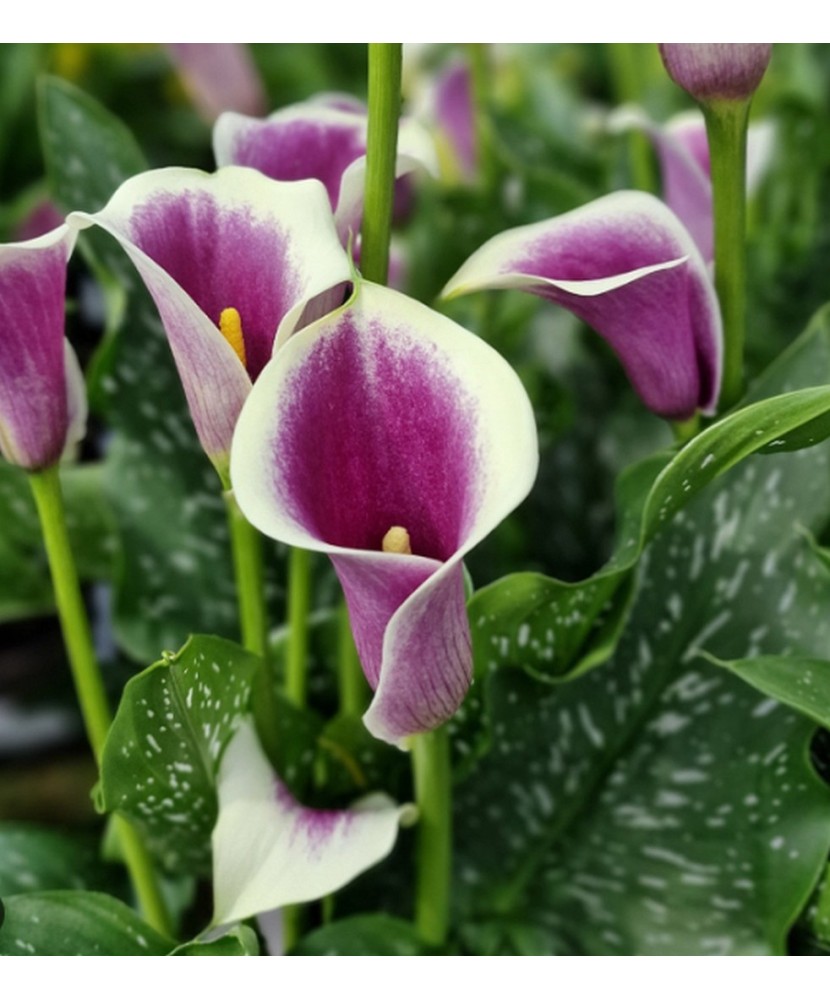 Zantedeschia (Cala) Picasso 1 Bulb, Vrac