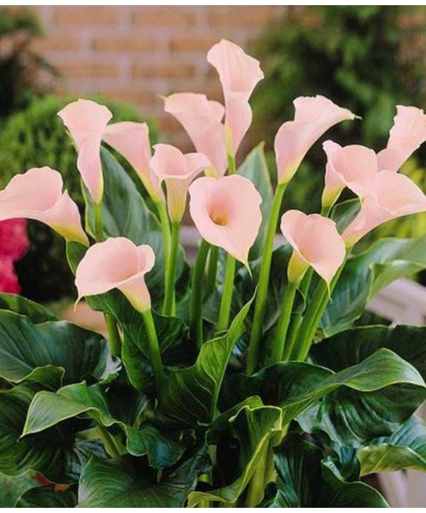 Zantedeschia (Cala) Rehmannii 1 Bulb, Vrac