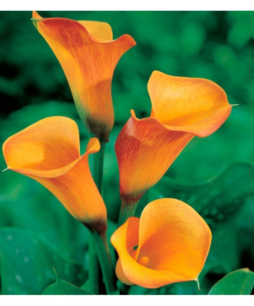 Zantedeschia (Cala) San Remo 1 Bulb, Vrac