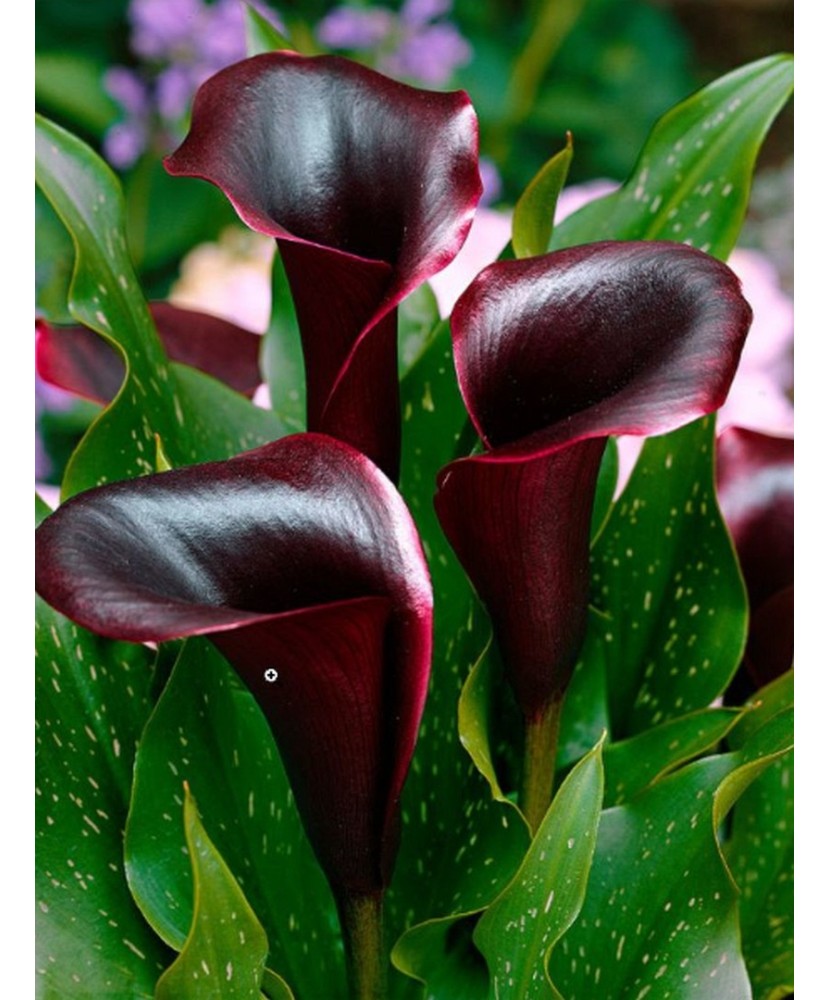 Zantedeschia (Cala) Schwarzwalder 1 Bulb, Vrac
