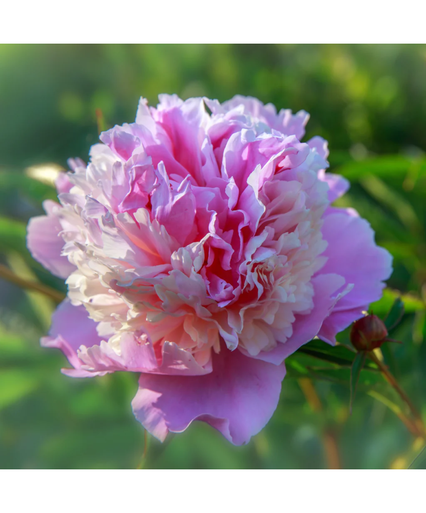 Bujor Rizom 2/3 muguri Paeonia Sorbet, roz, crem pe margini intre petale, 1/2 flori duble, 90cm,5-6