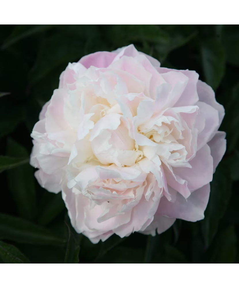 Bujor Rizom 2/3 muguri Paeonia Shirley Temple, alb, flori duble, 100cm, 5-6