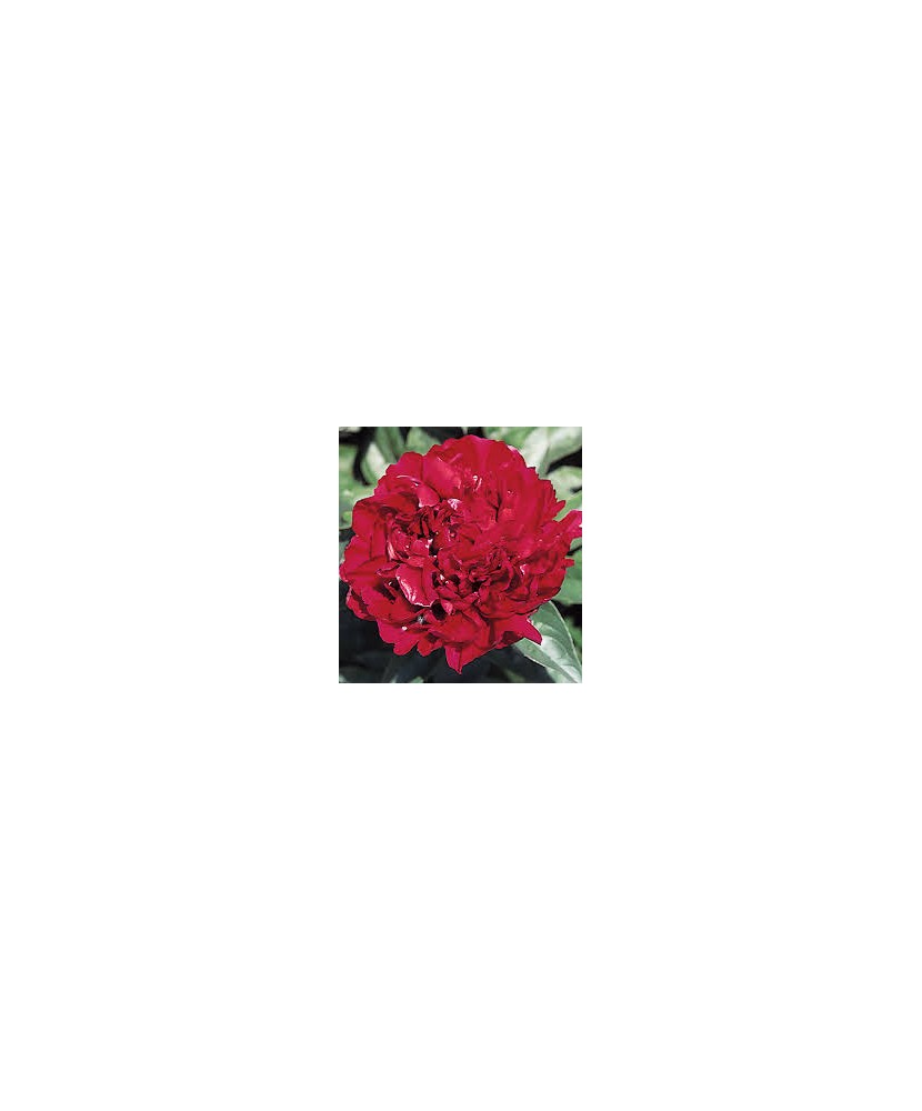 Bujor Rizom 2/3 muguri Paeonia Monsieur Martin Cahuzac, rosu-maroniu, flori duble, 75cm, 5-6