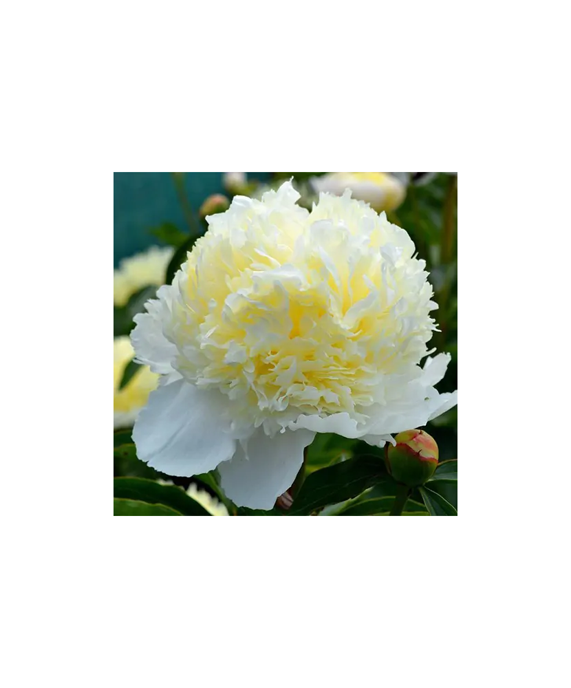 Bujor Rizom 2/3 muguri Paeonia Laura Dessert, galben-crem, flori duble, 100cm, 5-6