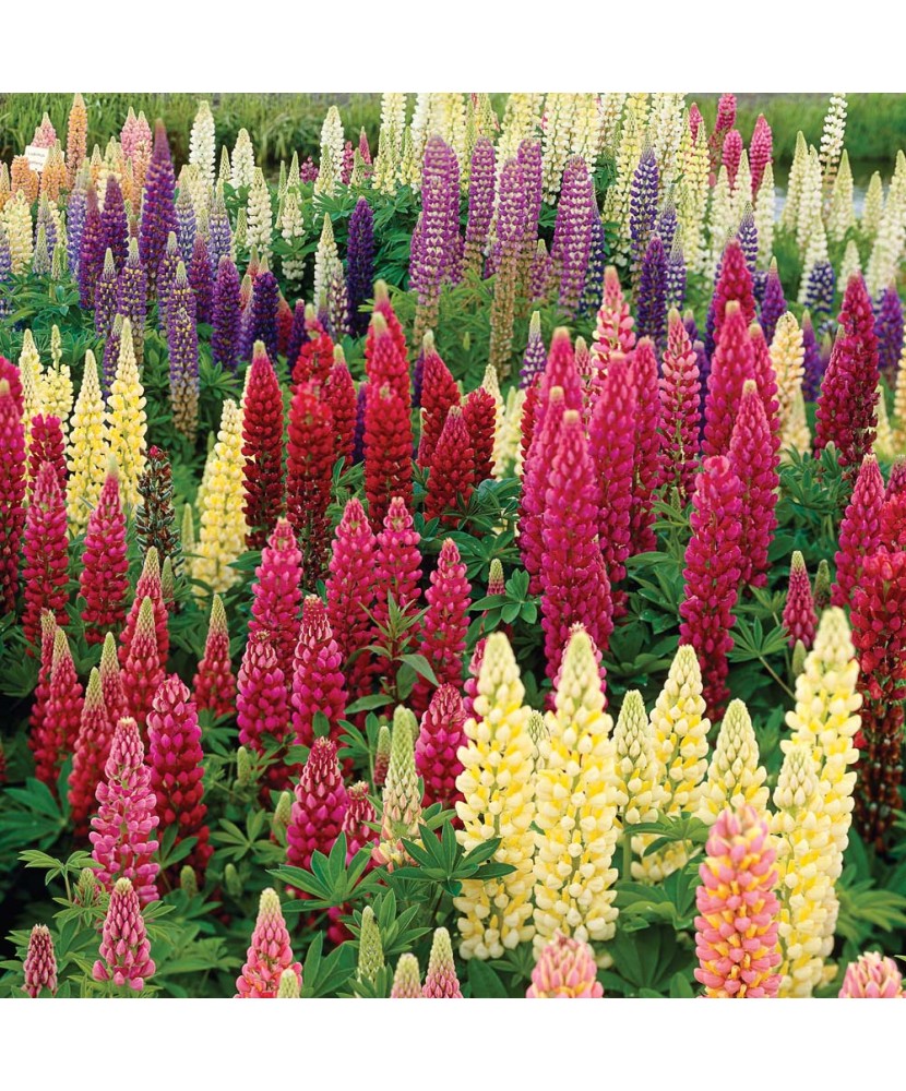 Cafelute Lupinus Russell Hybrids, Mix, 1 Radacina, 100cm, 6-7