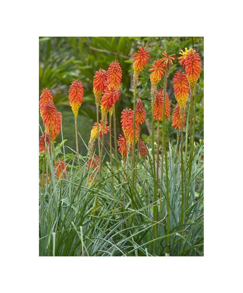 Floarea făcliei (Kniphofia uvaria), 1 buc, Radacina, 100cm, 8-9