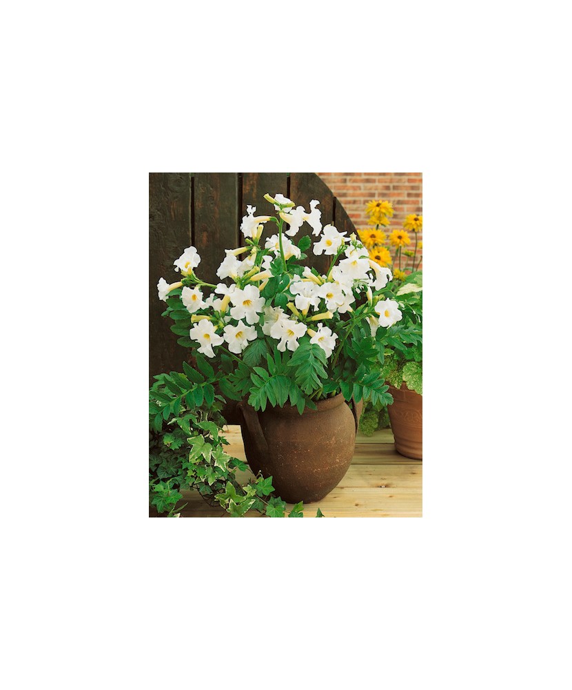 Gloxinia de gradina, Incarvillea Delavayi Snowtop, 1 buc, Radacina, Alb, 40cm, 5-6