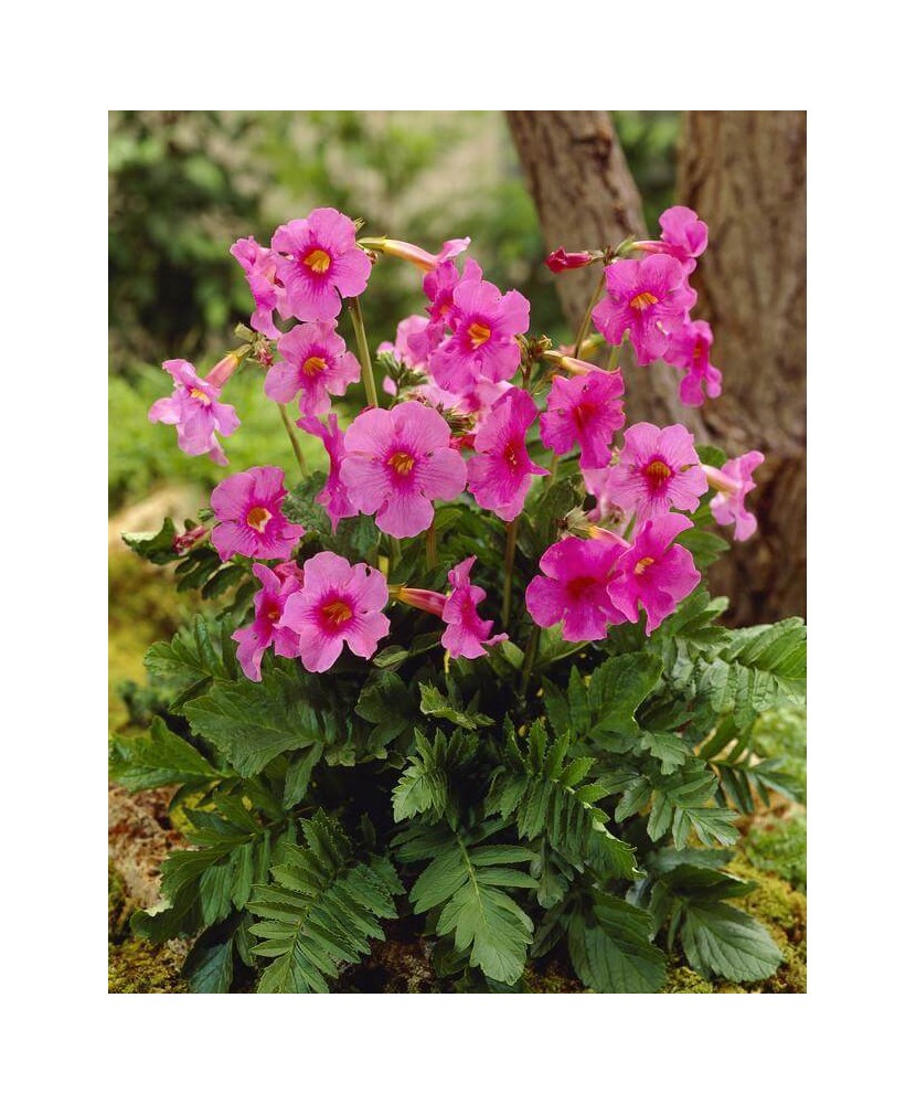 Gloxinia de gradina, Incarvillea Delavayi, 1 buc, Radacina, Roz, 40cm,5-6