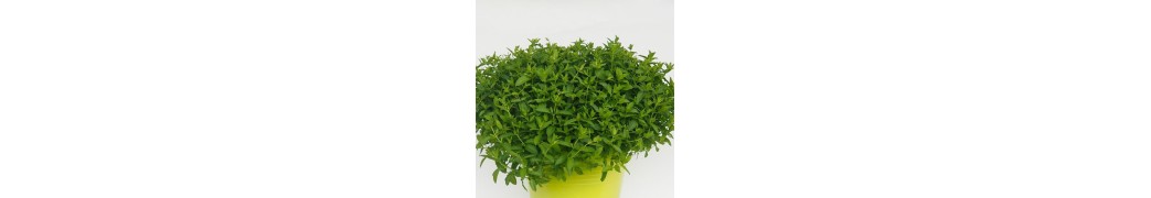 Plante aromatice