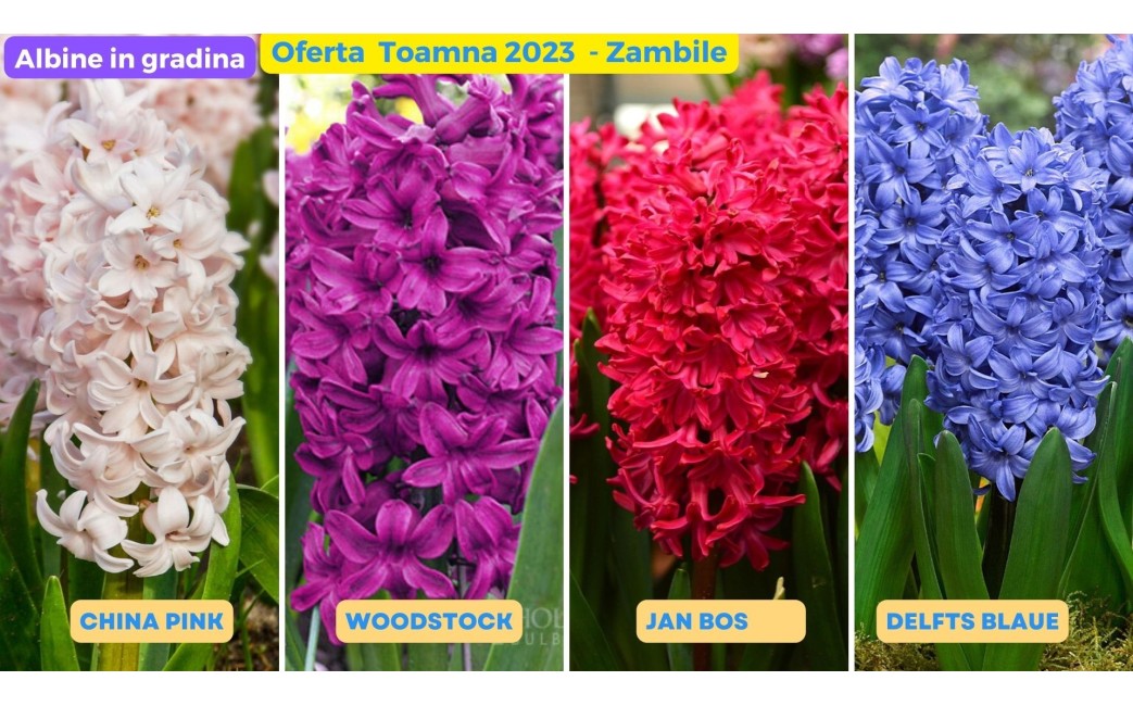 OFERTA Zambile