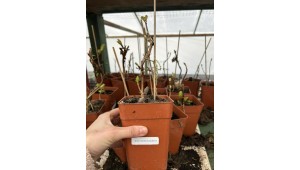 Ghid de Dimensiuni și Livrare pentru Plante, Arbori și Bulbi