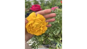 Ranunculus