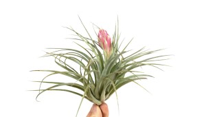 airplants