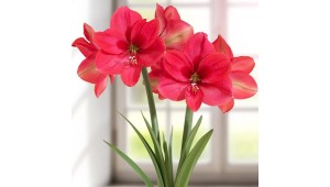 Amaryllis